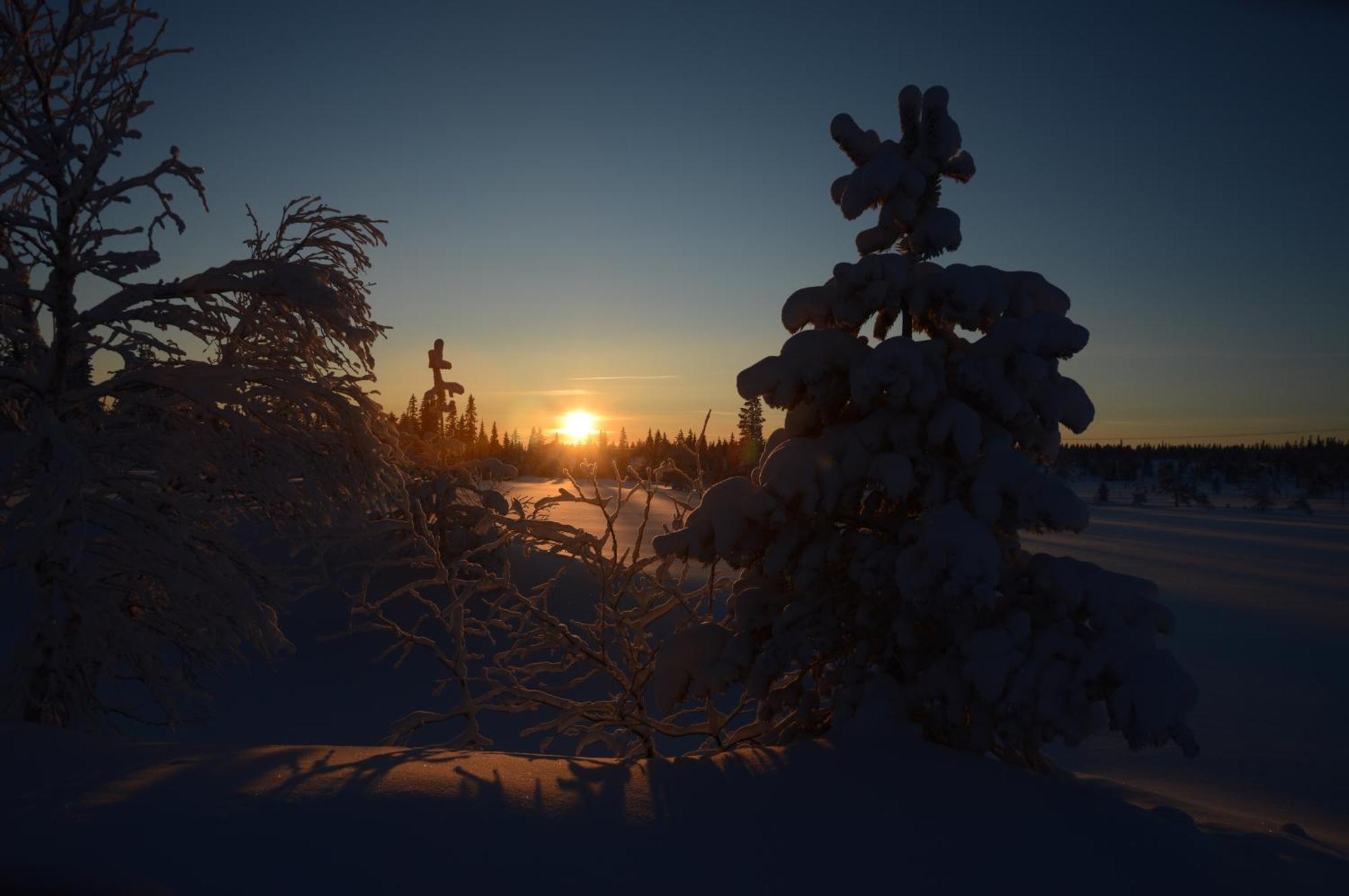 12 - Fulufjellets Nasjonalparker - Natur-, Dyre- Og Fugleopplevelser Ljørdal Dış mekan fotoğraf