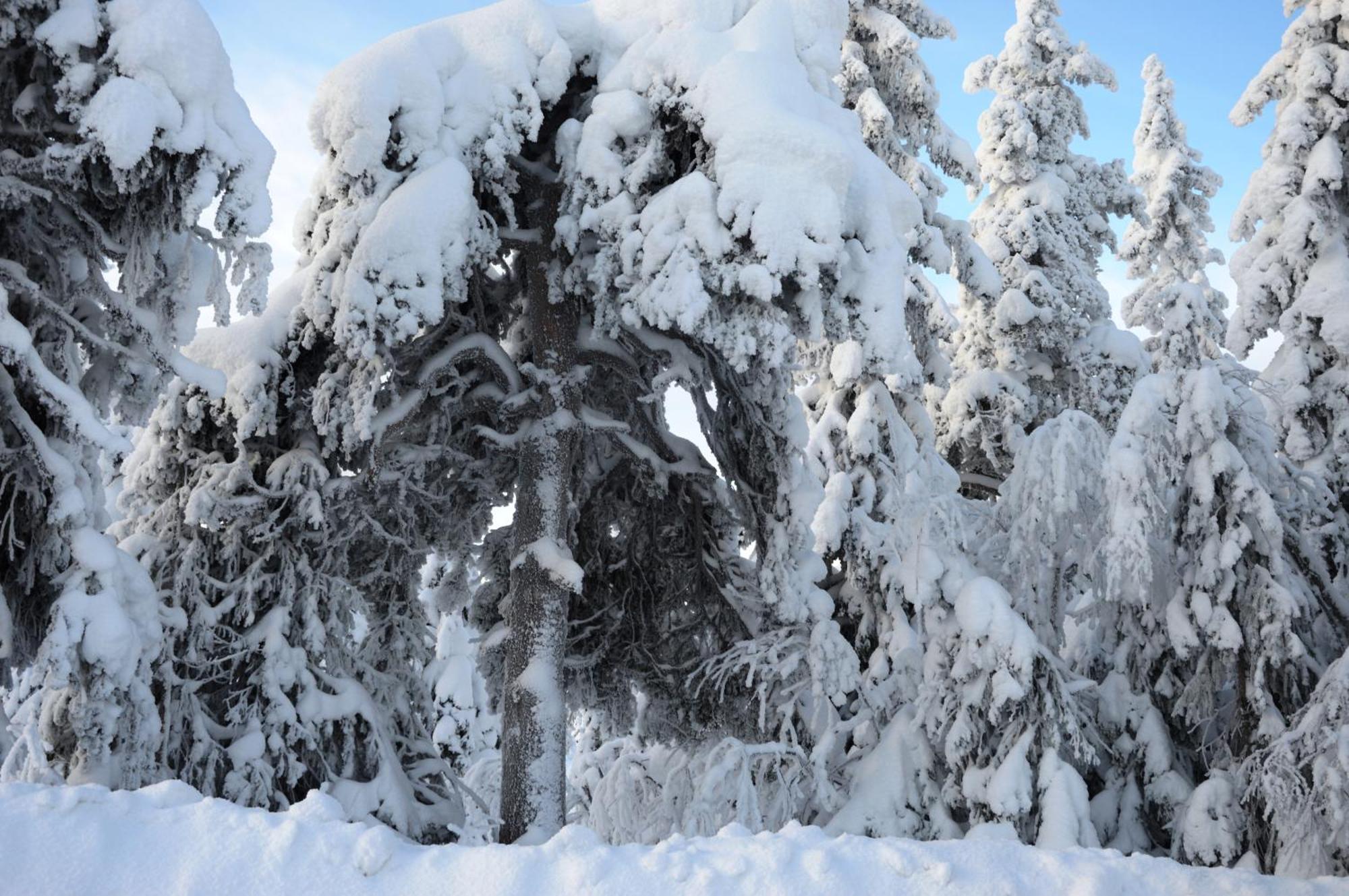 12 - Fulufjellets Nasjonalparker - Natur-, Dyre- Og Fugleopplevelser Ljørdal Dış mekan fotoğraf