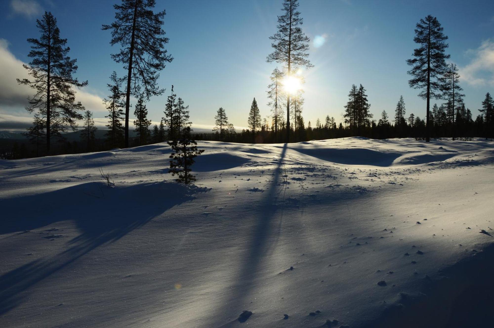 12 - Fulufjellets Nasjonalparker - Natur-, Dyre- Og Fugleopplevelser Ljørdal Dış mekan fotoğraf