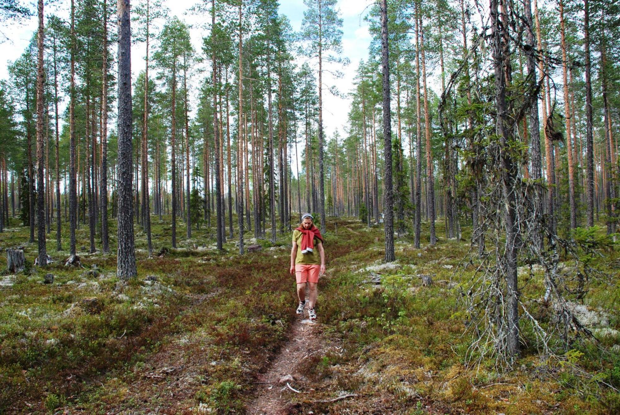12 - Fulufjellets Nasjonalparker - Natur-, Dyre- Og Fugleopplevelser Ljørdal Dış mekan fotoğraf
