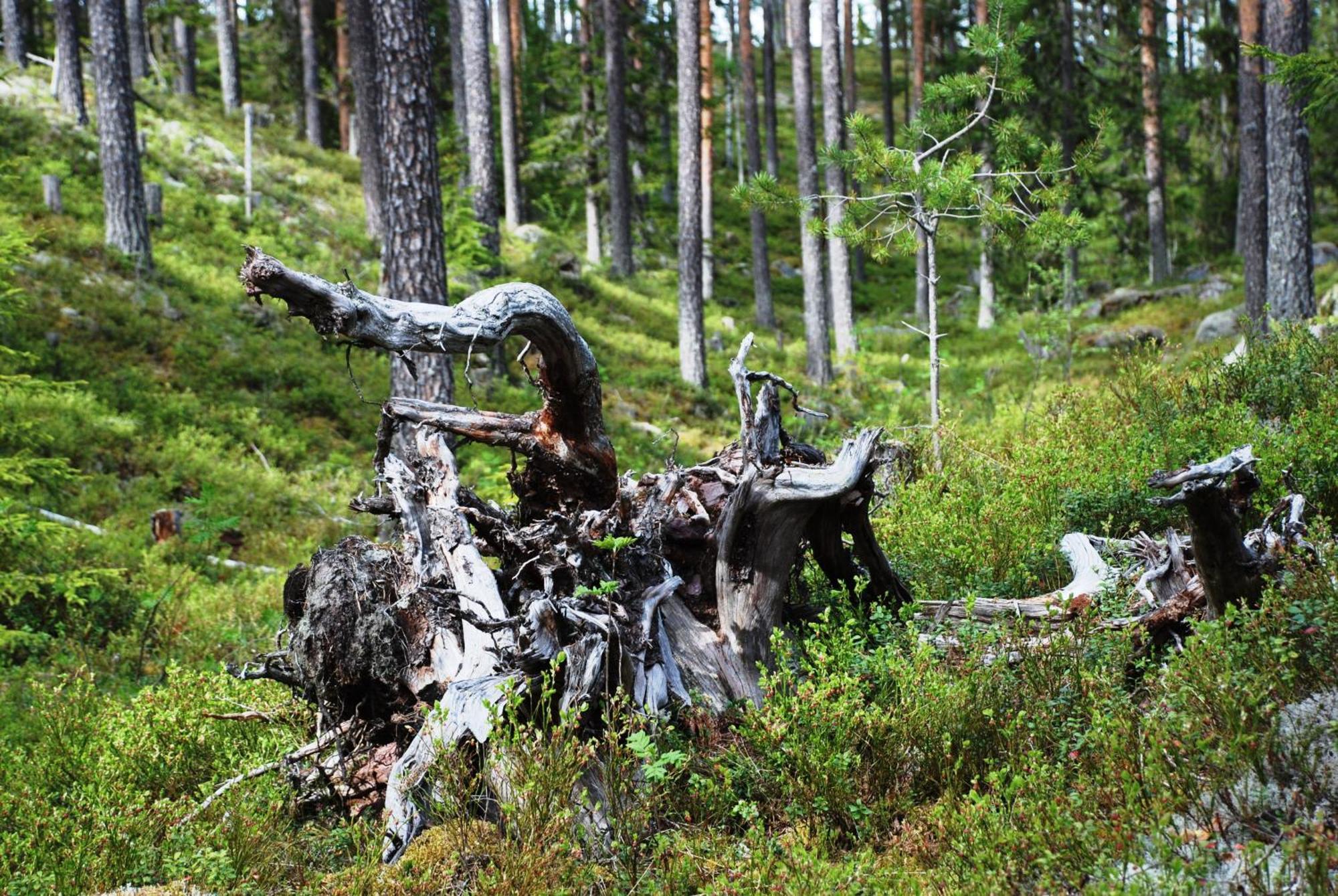12 - Fulufjellets Nasjonalparker - Natur-, Dyre- Og Fugleopplevelser Ljørdal Dış mekan fotoğraf