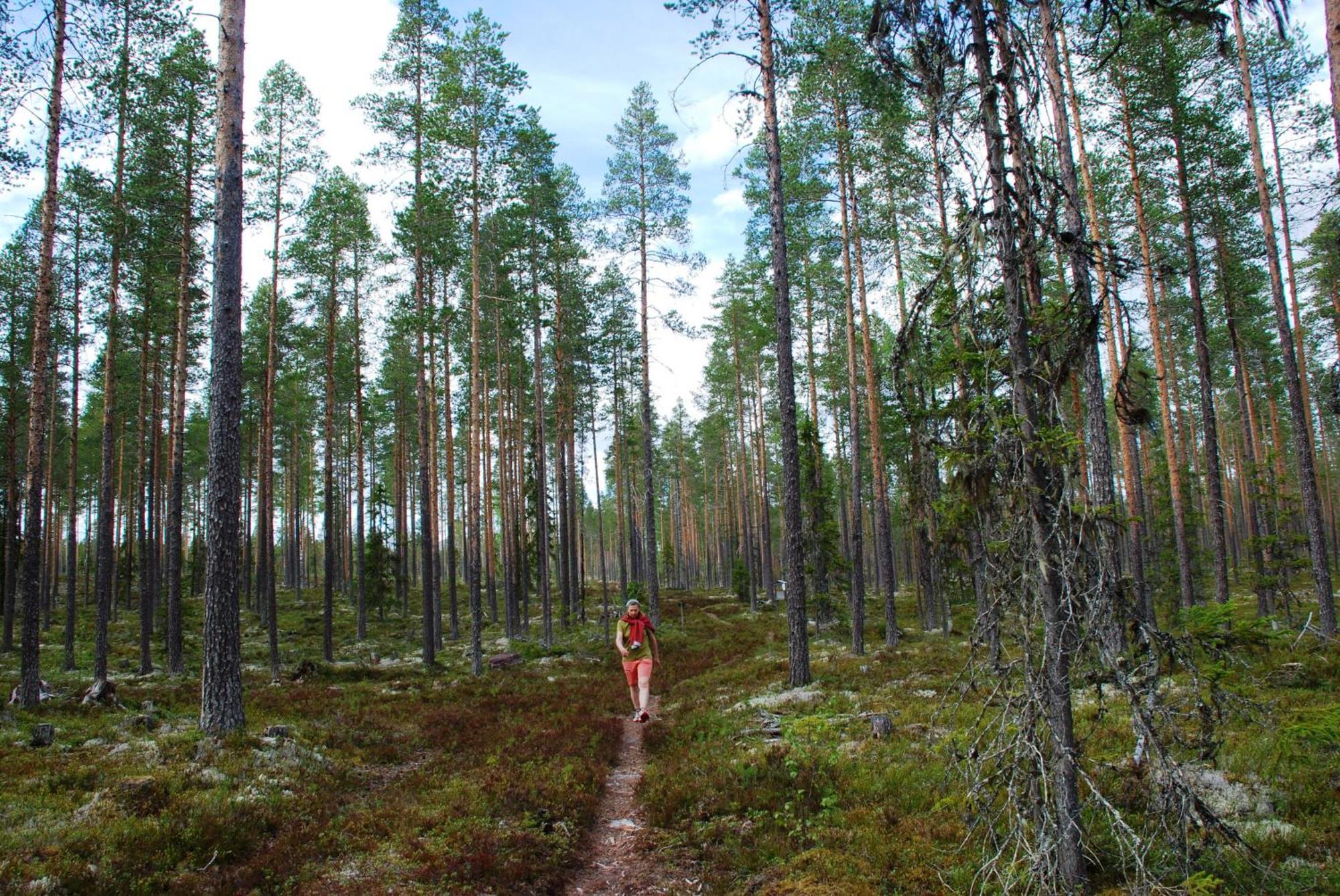 12 - Fulufjellets Nasjonalparker - Natur-, Dyre- Og Fugleopplevelser Ljørdal Dış mekan fotoğraf