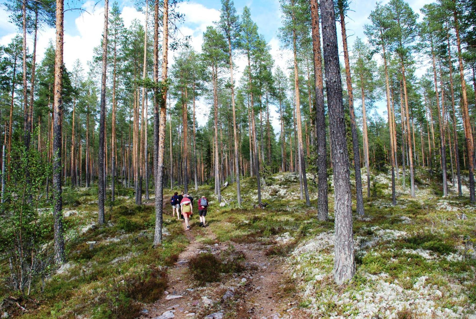 12 - Fulufjellets Nasjonalparker - Natur-, Dyre- Og Fugleopplevelser Ljørdal Dış mekan fotoğraf