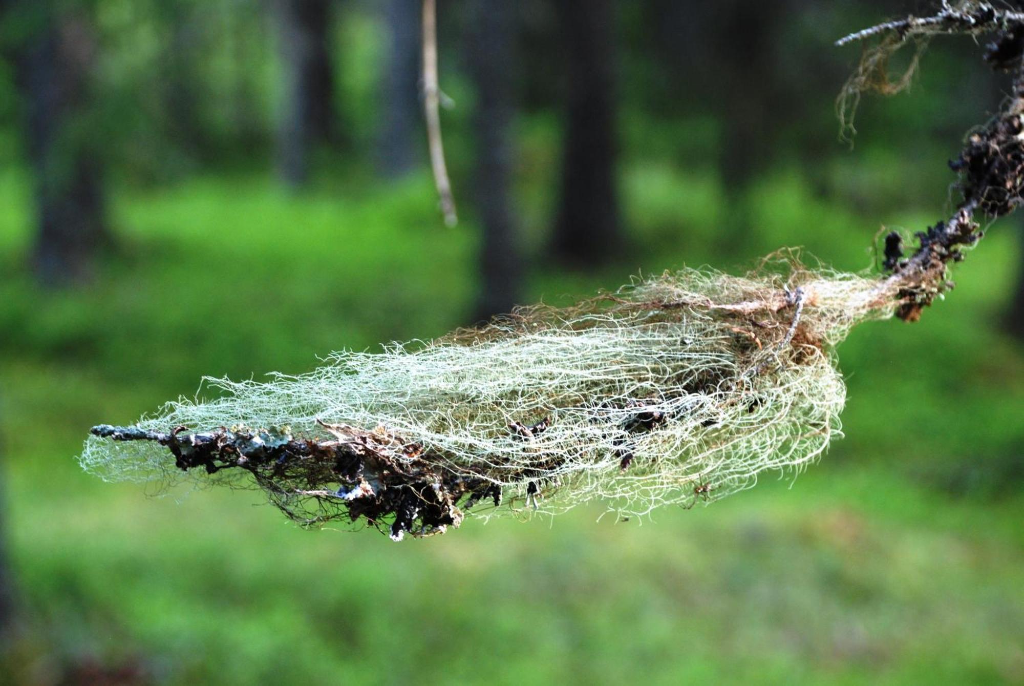 12 - Fulufjellets Nasjonalparker - Natur-, Dyre- Og Fugleopplevelser Ljørdal Dış mekan fotoğraf