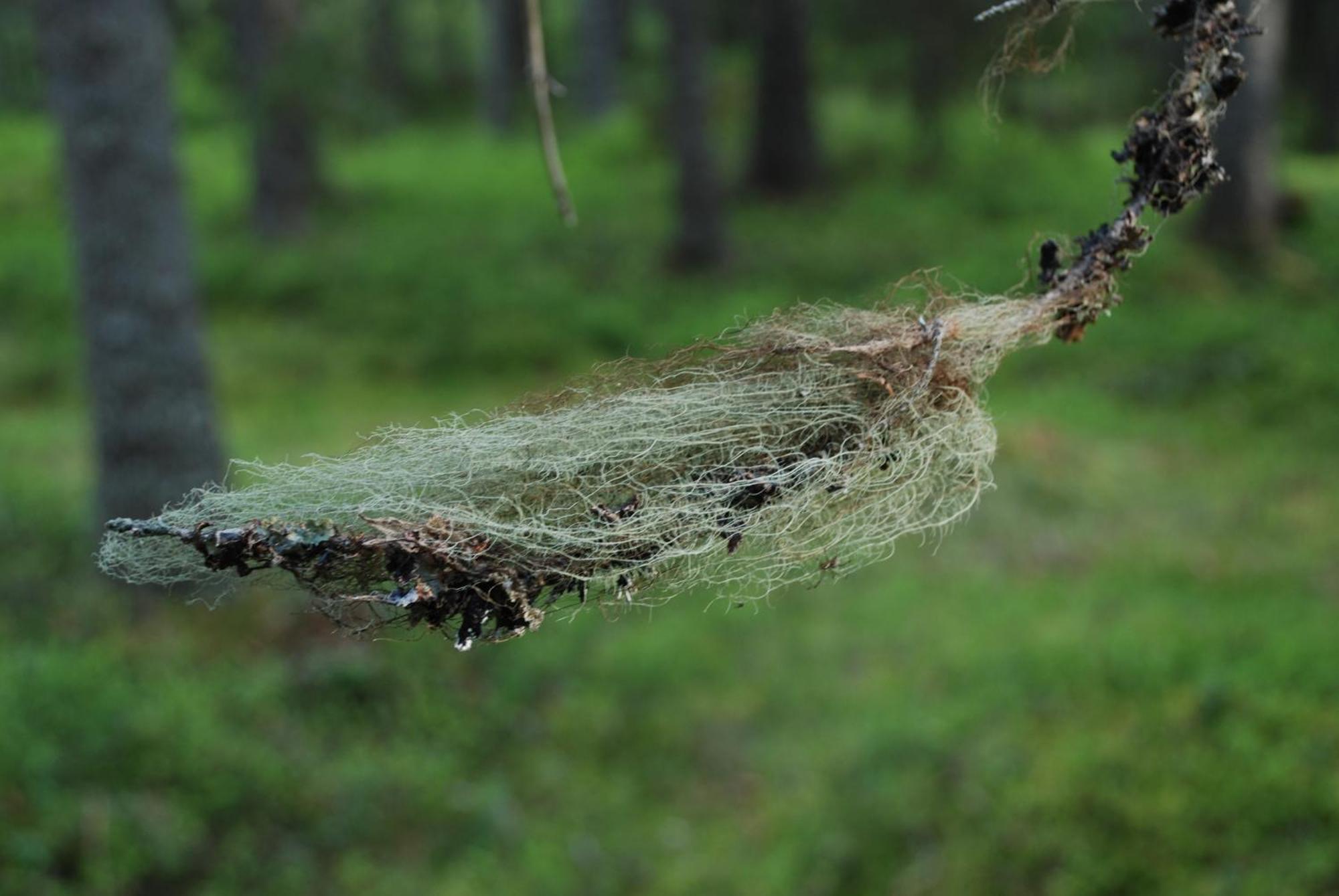12 - Fulufjellets Nasjonalparker - Natur-, Dyre- Og Fugleopplevelser Ljørdal Dış mekan fotoğraf