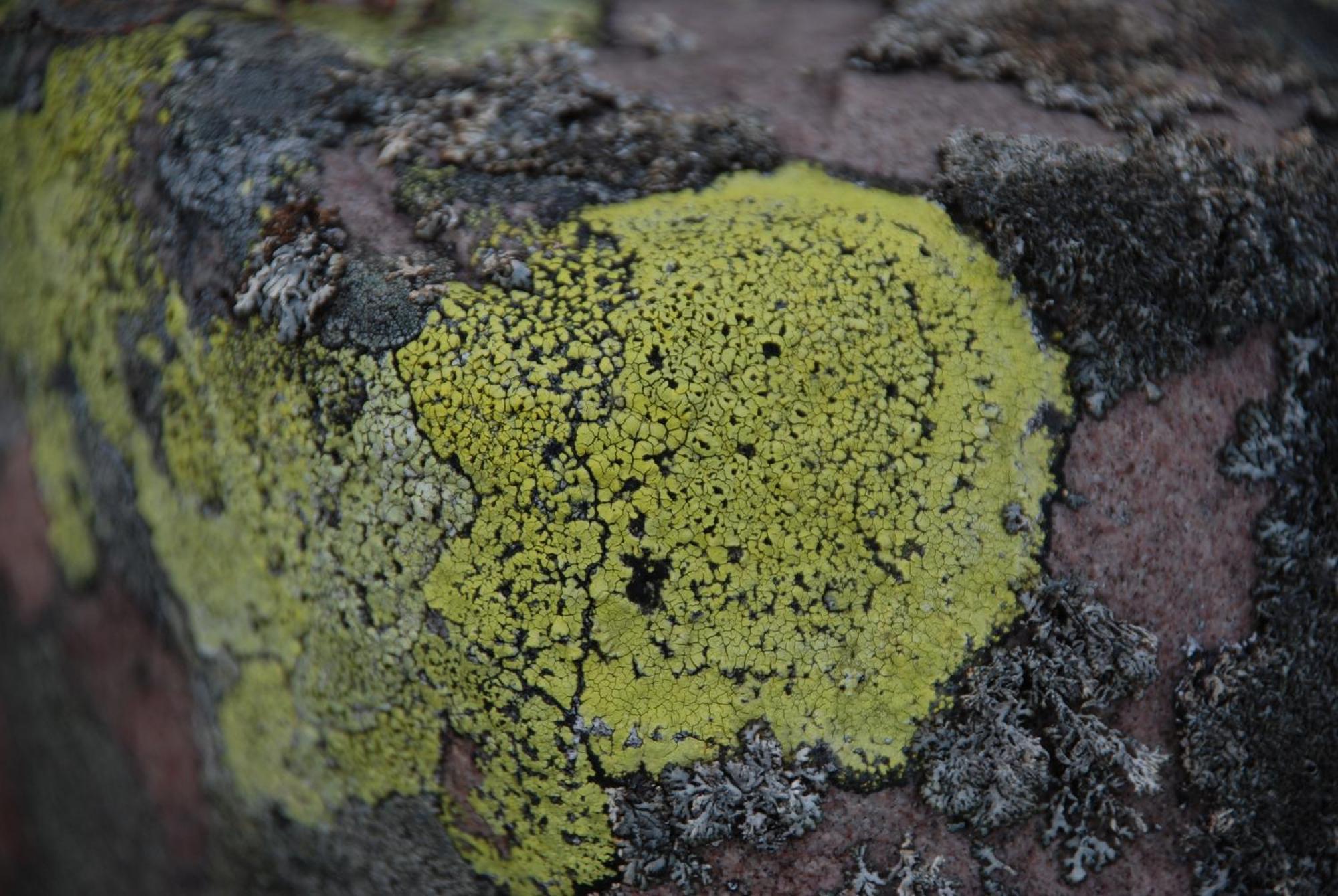 12 - Fulufjellets Nasjonalparker - Natur-, Dyre- Og Fugleopplevelser Ljørdal Dış mekan fotoğraf